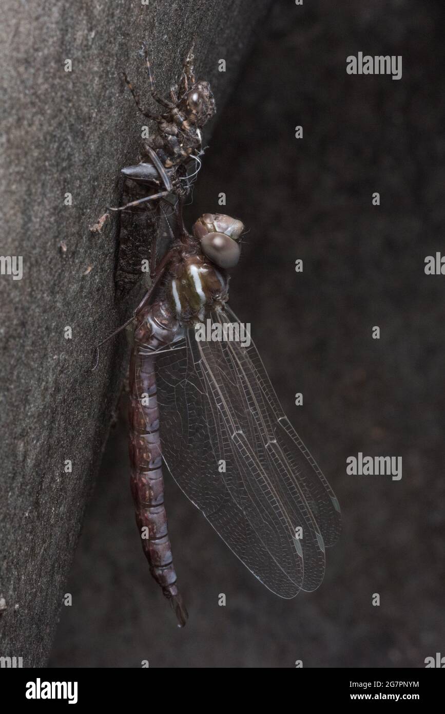 Un darner conosciuto anche come libellula del falco emerge come un adulto dalla relativa fase di vita della ninfa lungo un fiume della California. Foto Stock
