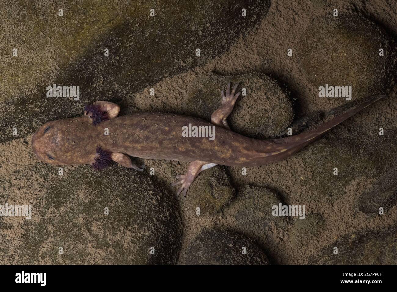 Un gigantesco salamander costiero larvale (Dicampodon tenebrosus) in un ruscello pulito nella California del Nord. Foto Stock