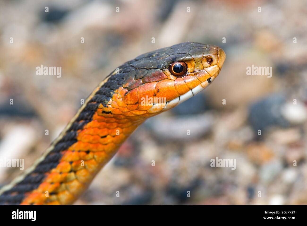 Arancio o rosso serpente di garter orientale. Foto Stock