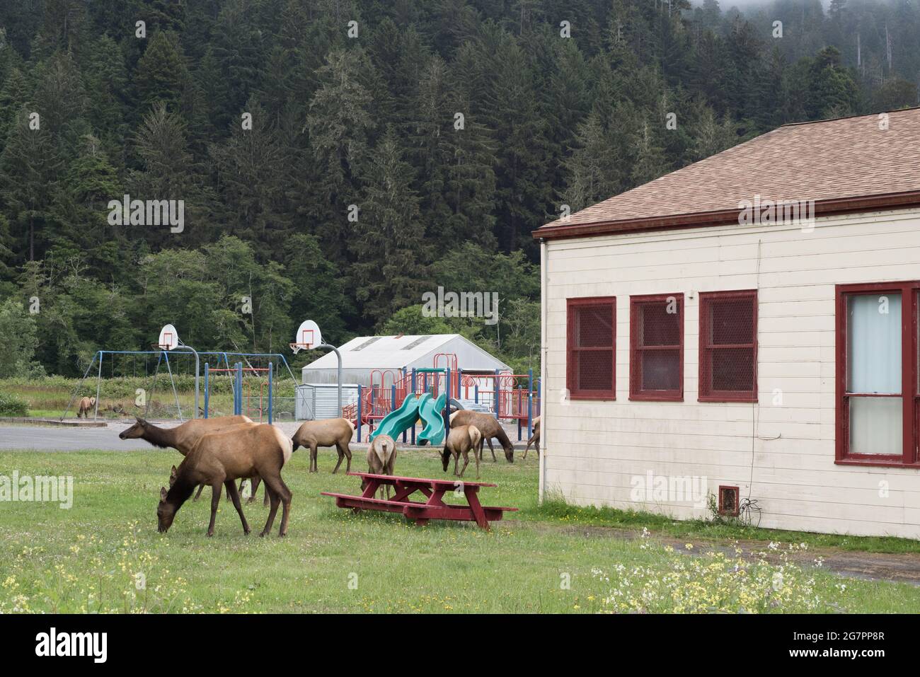 Una mandria di alce di roosevelt (Cervus canadensis roosevelti) che pascolano intorno agli edifici della città di Orick nella California del Nord. Foto Stock