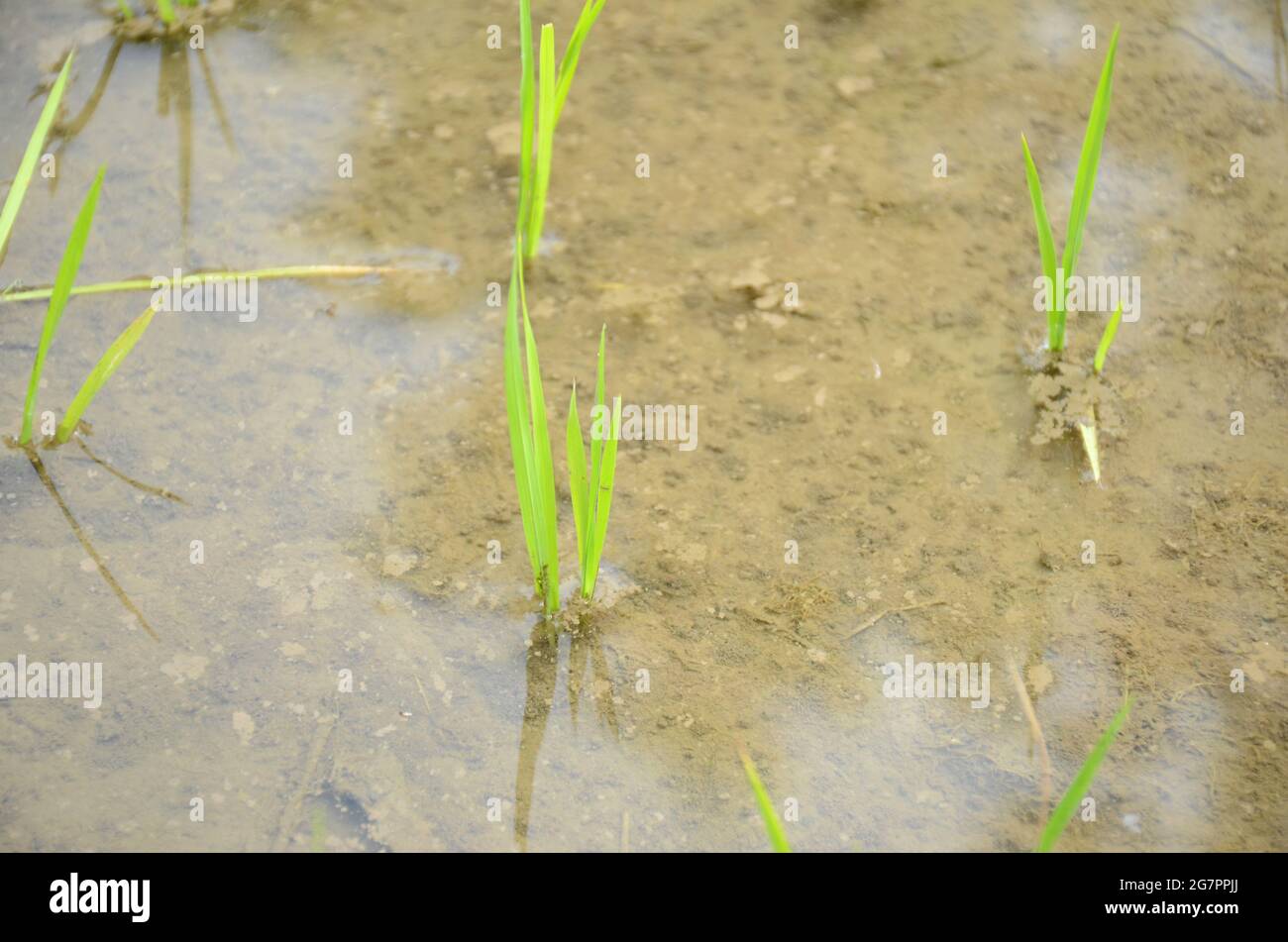 closeup il risone verde maturo terreno di pianta mucchio e seme nella fattoria di acqua sopra fuori fuoco sfondo marrone. Foto Stock