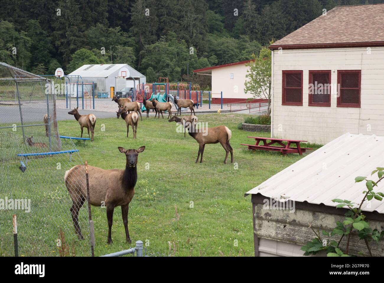 Una mandria di alce di roosevelt (Cervus canadensis roosevelti) che pascolano intorno agli edifici della città di Orick nella California del Nord. Foto Stock