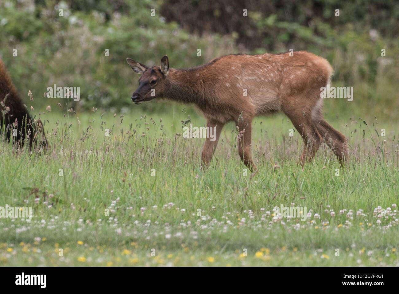 Un vitello di alce roosevelt (Cervus canadensis roosevelti) in una prateria nella California settentrionale. Foto Stock