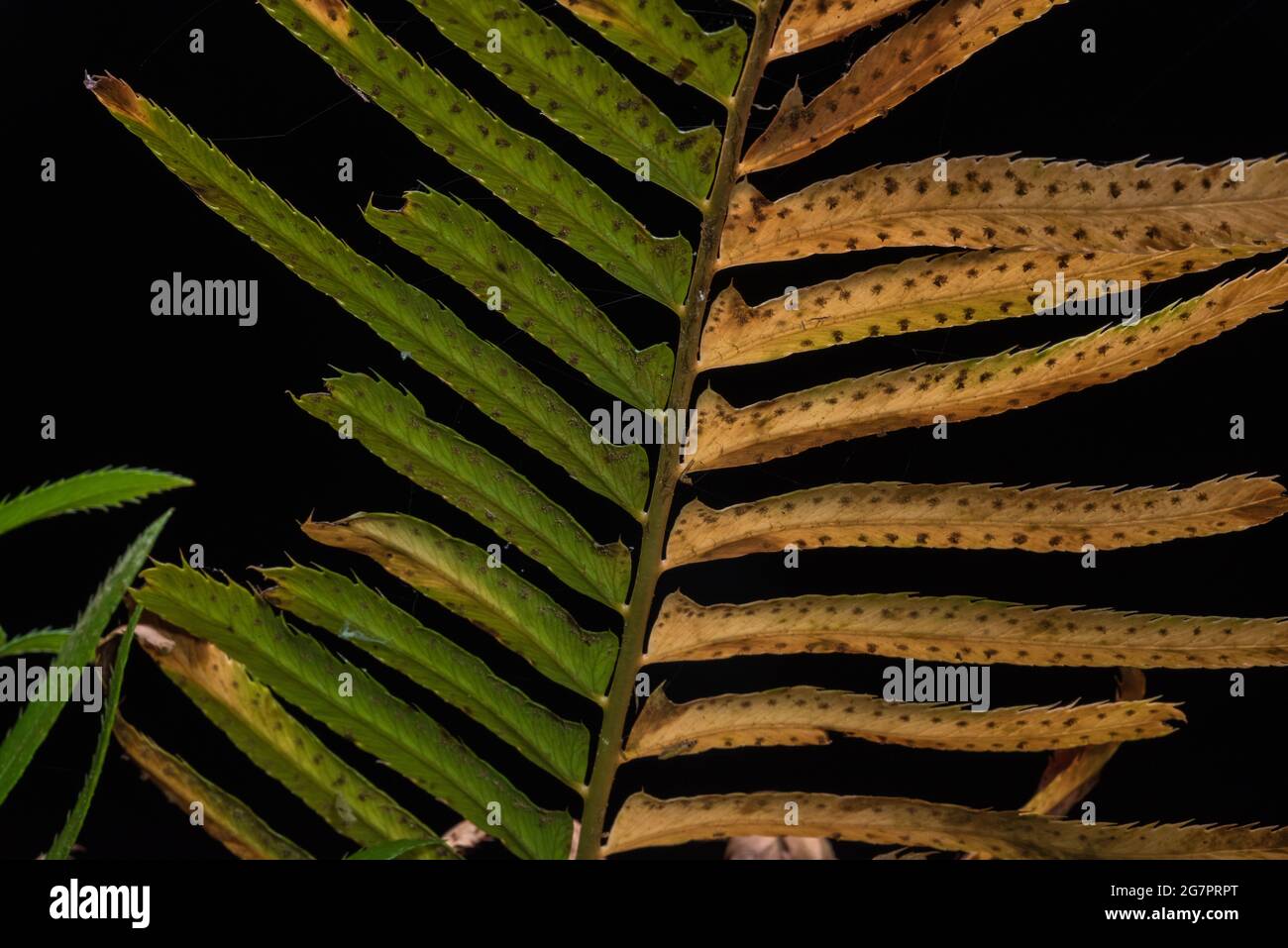 Una mutazione eccezionalmente rara in questa pianta, questa felce è una chimera settoriale, solo un lato della pianta ha clorofilla. Foto Stock