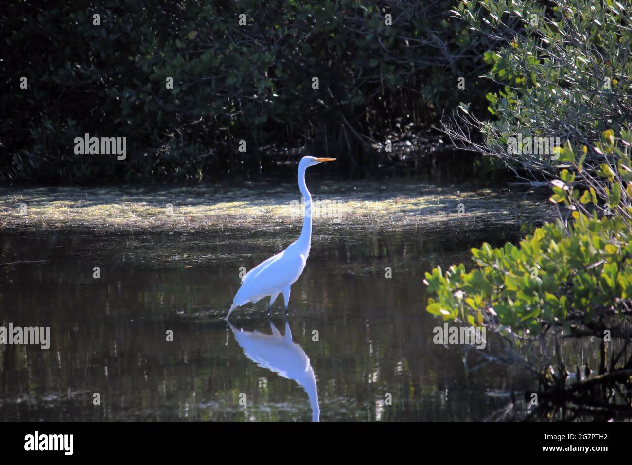 Un airone grigio della Florida che guadi nelle acque poco profonde di una palude in Florida Foto Stock