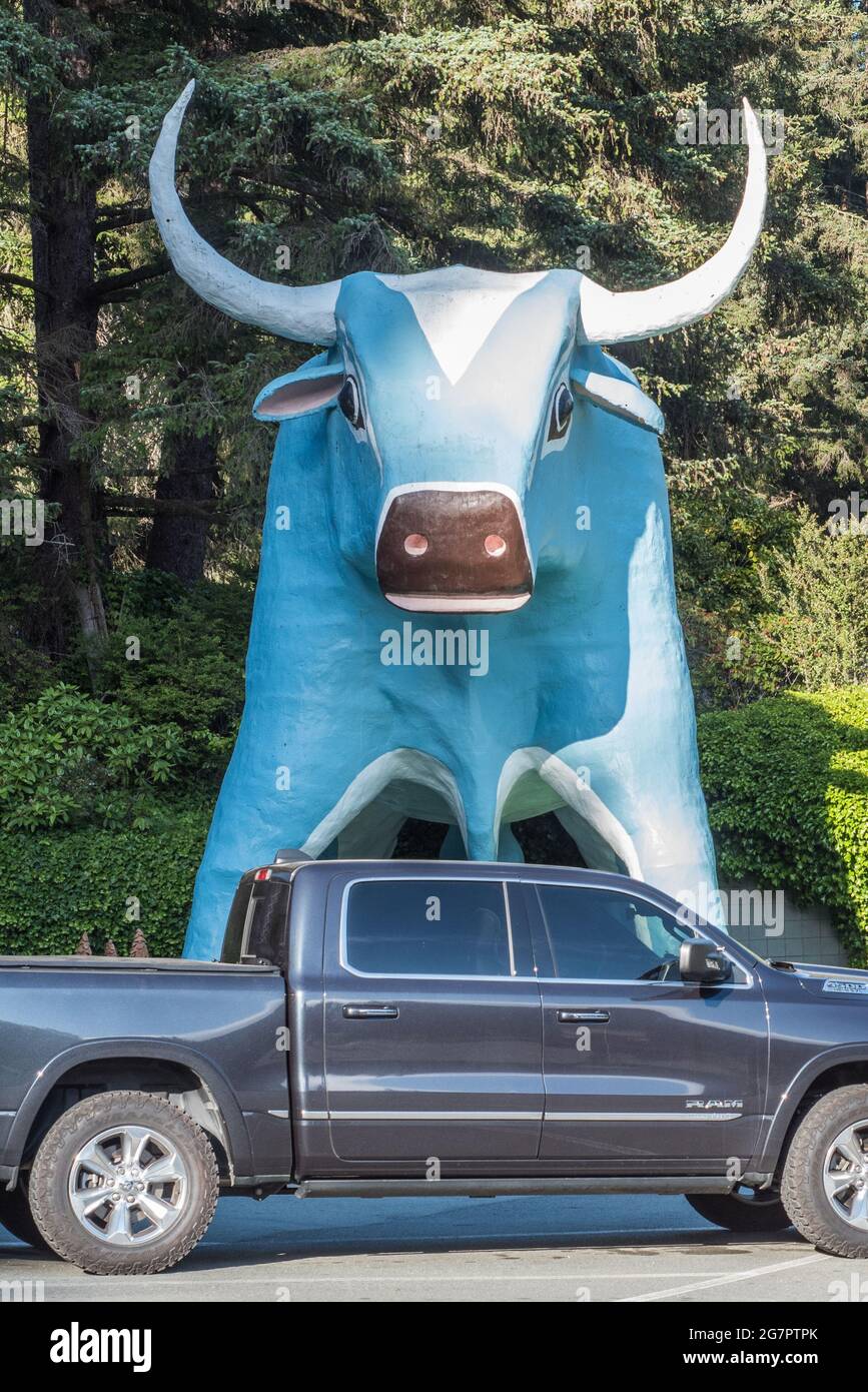 Una statua di Babe il bue blu, un bue gigante dal folklore americano, in un'attrazione turistica a bordo strada nella California del Nord. Foto Stock