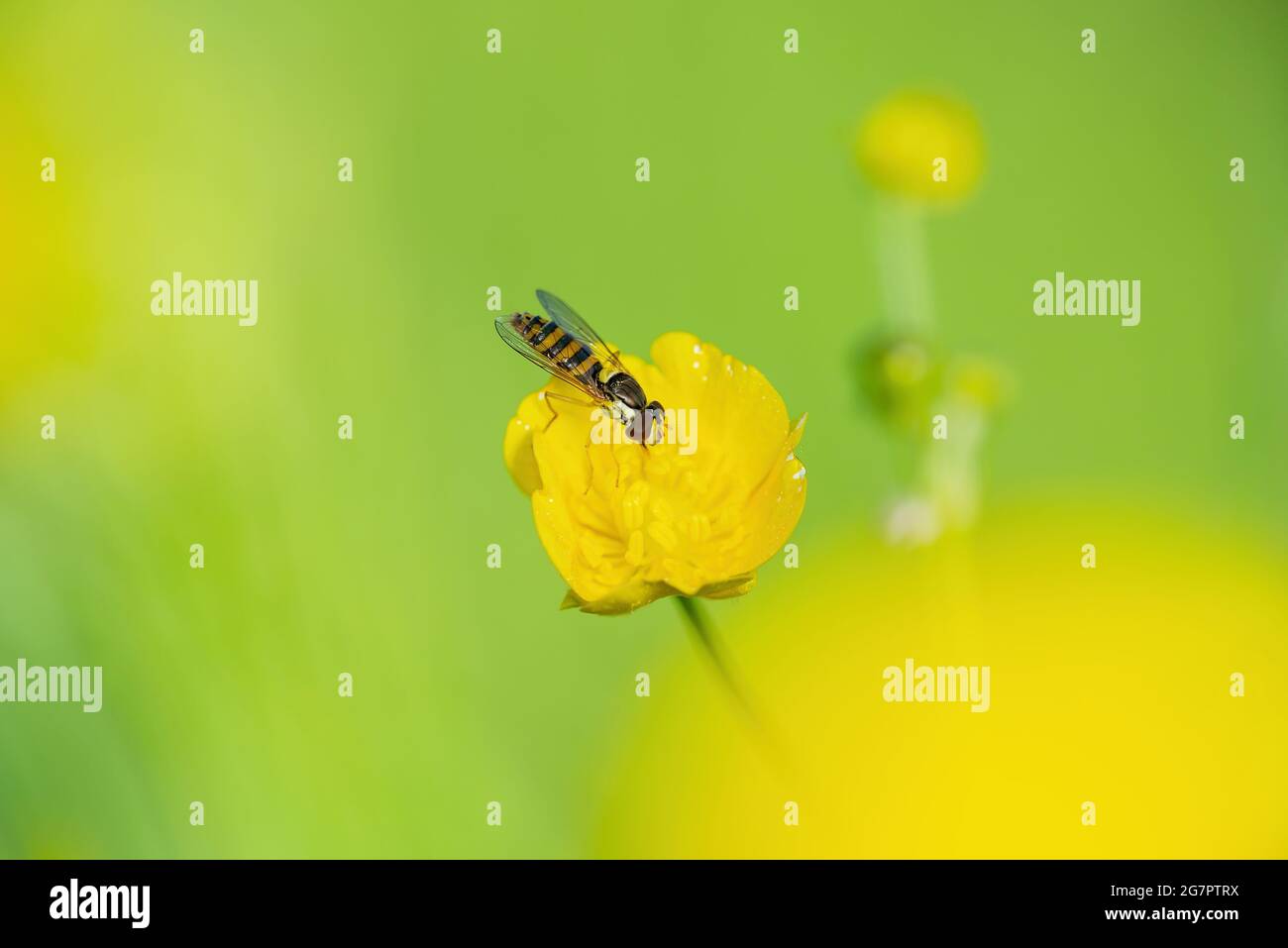 Esotico colorato Fly Drosophila Diptera Hoverfly Insect pollinating Flower Macro Foto Stock