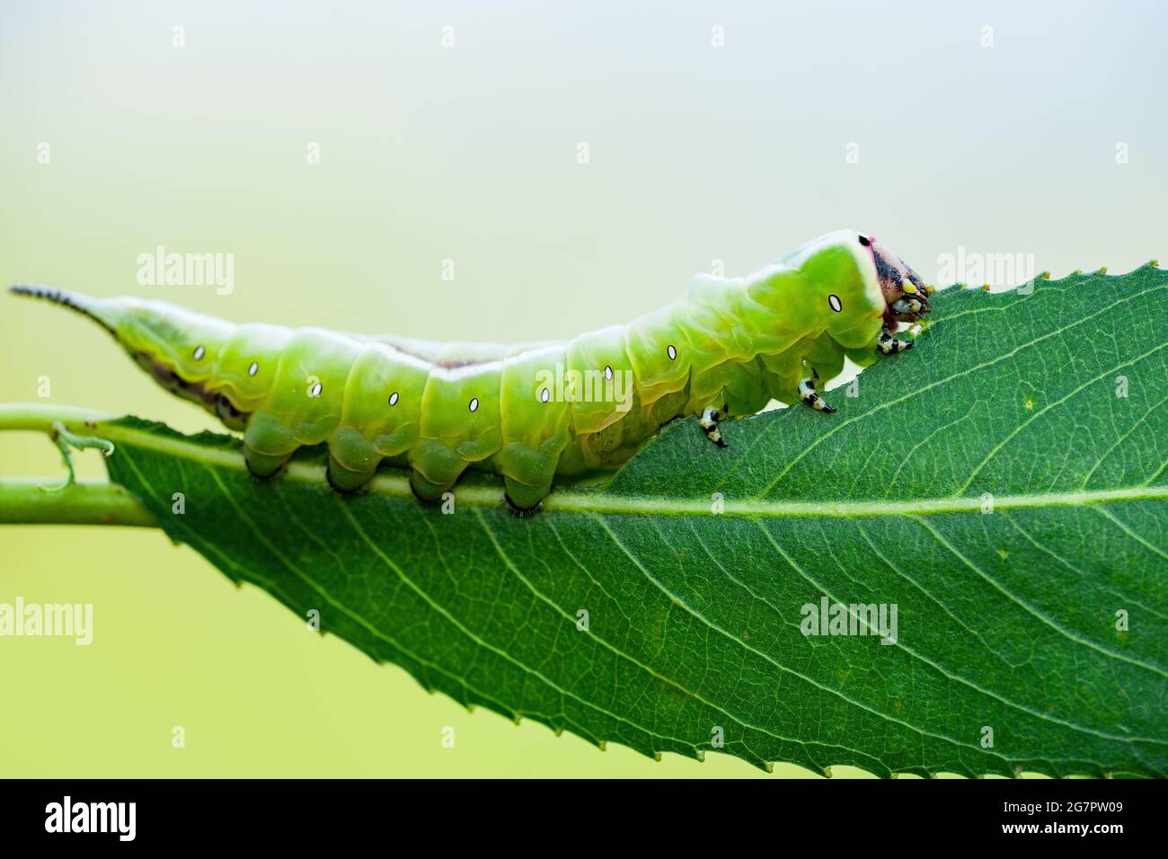 Cerura Vinula o Puss Moth Caterpillar su sfondo verde macro Foto Stock
