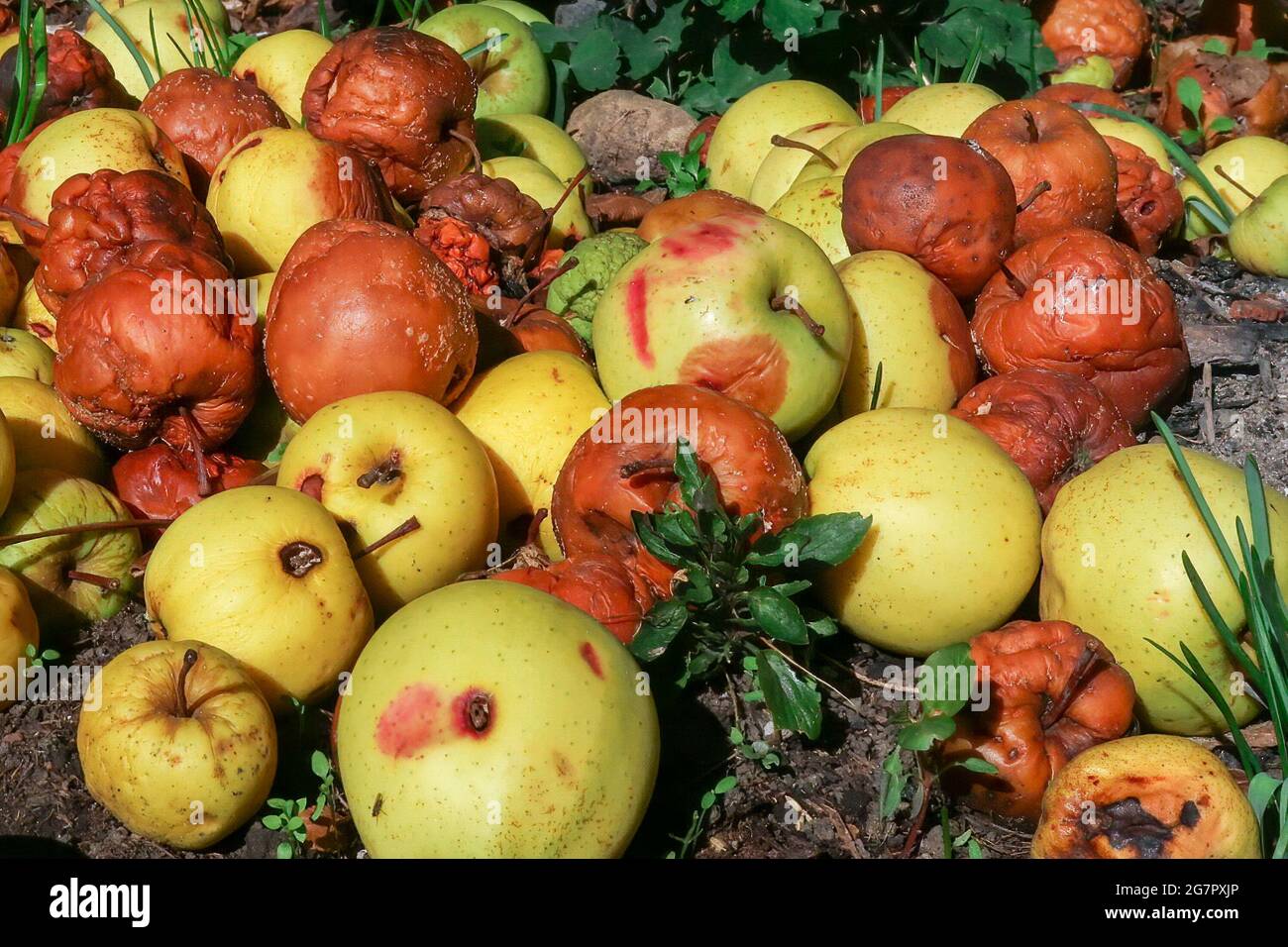 Mucchio di mele cadute marcio in un frutteto Foto Stock