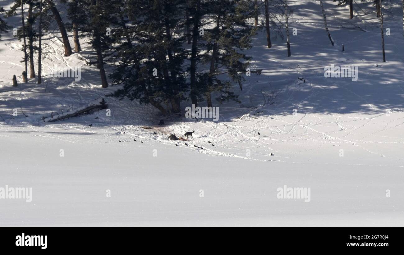 wolf pack nutrire su un toro alce durante l'inverno a yellowstone Foto Stock