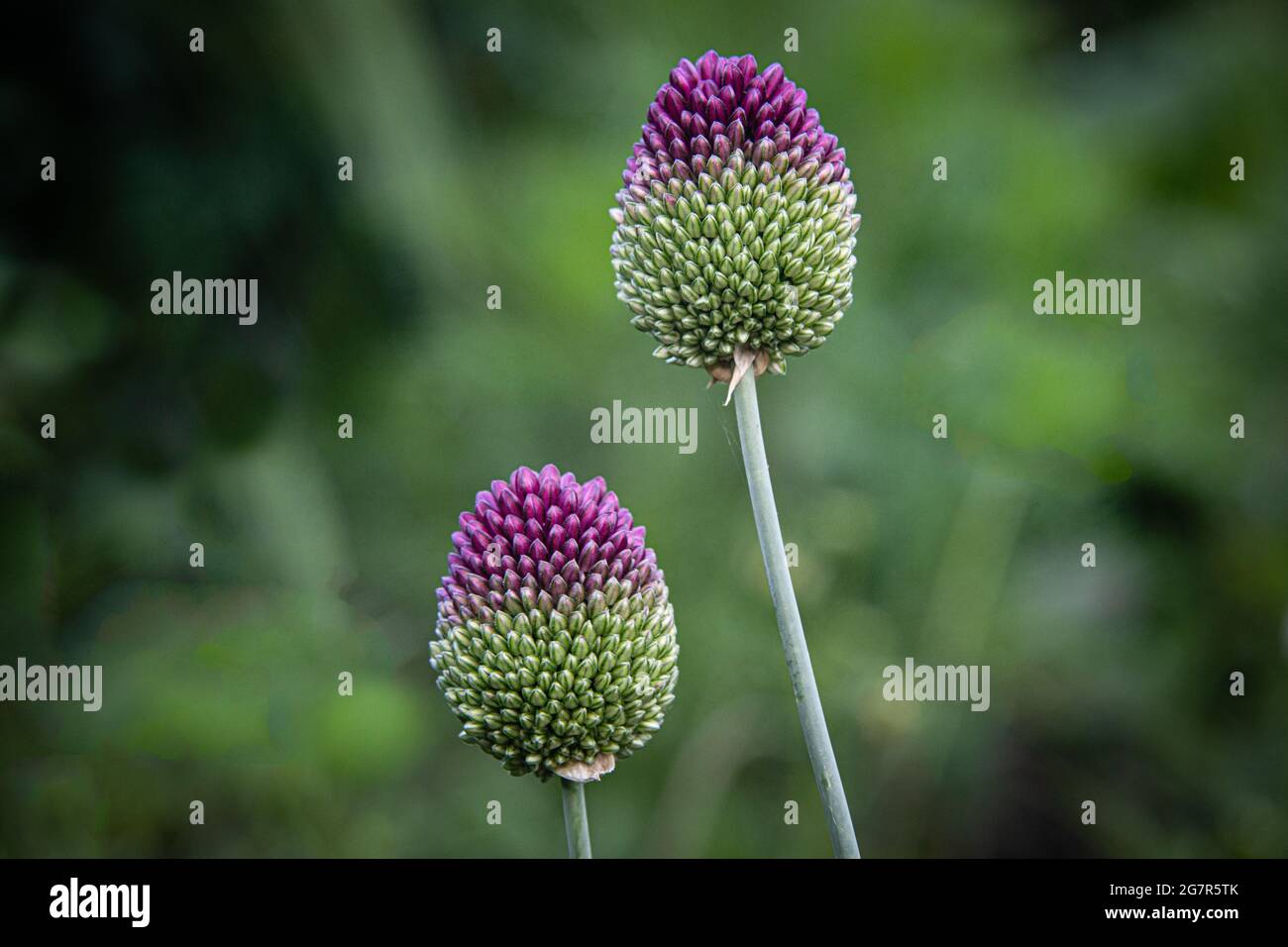 Allium sphaerocephalon conosciuto anche come porro a testa tonda e anche aglio a testa tonda, cipolla a testa sferica Foto Stock
