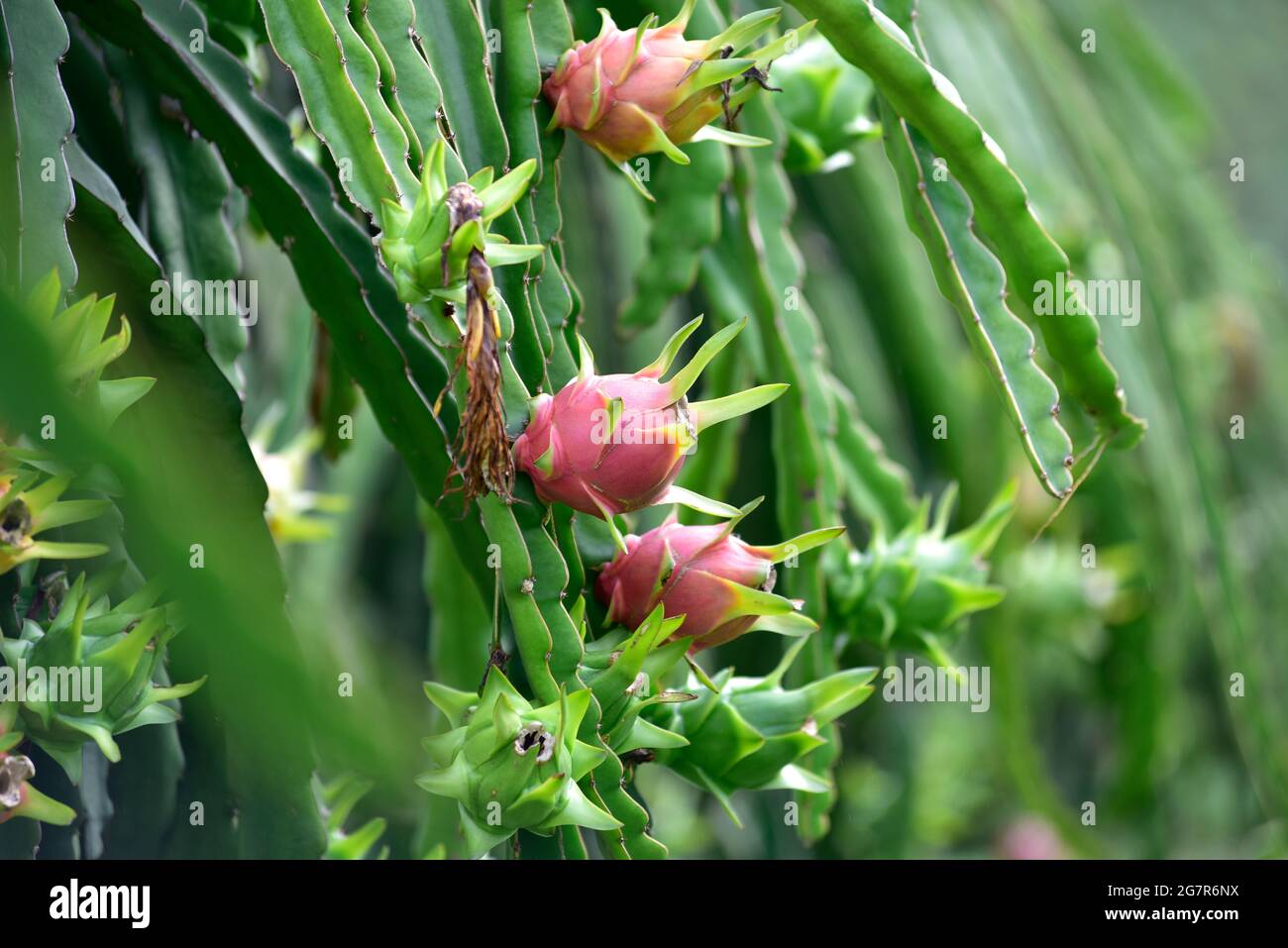 Frutta di drago o o Ilocereus su pianta, frutta fresca di drago che cresce nel giardino alla Thailandia. È il frutto di diverse specie di cactus indigene all'am Foto Stock