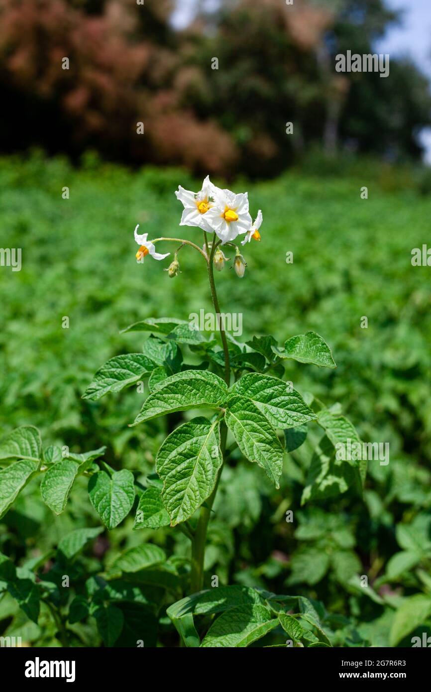 Un'immagine di fiori di patate novelle è in un orto. Fiore di patate su campo agricolo verde. Anno di raccolto cibo crescente. Foto Stock