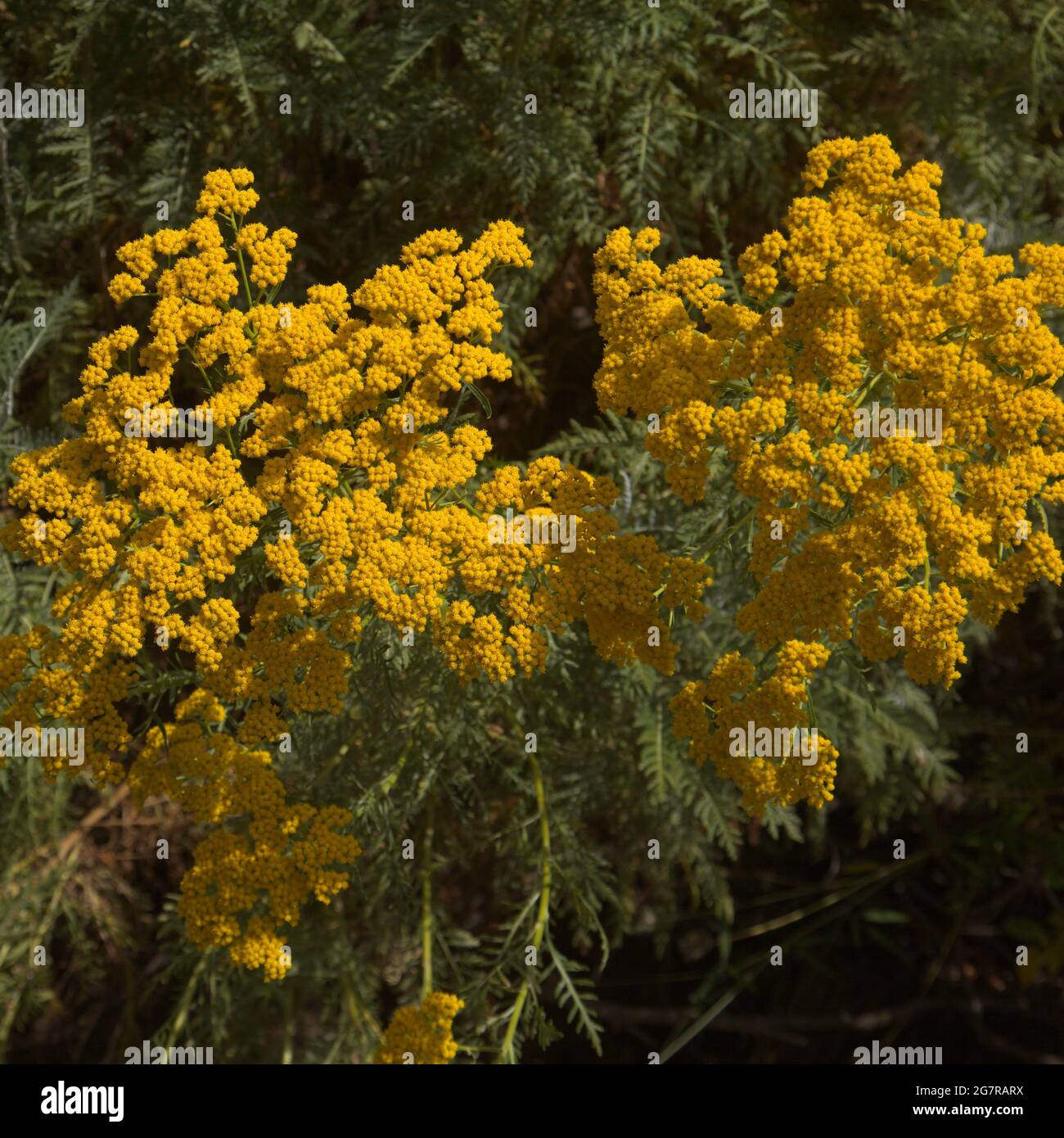 Flora di Gran Canaria - Gonospermum canariense, endemica delle isole occidentali, fuga giardino sull'isola, sfondo naturale macro floreale Foto Stock