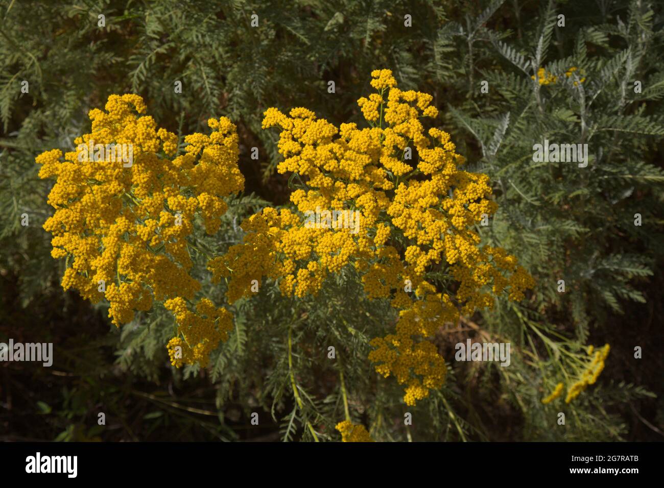 Flora di Gran Canaria - Gonospermum canariense, endemica delle isole occidentali, fuga giardino sull'isola, sfondo naturale macro floreale Foto Stock