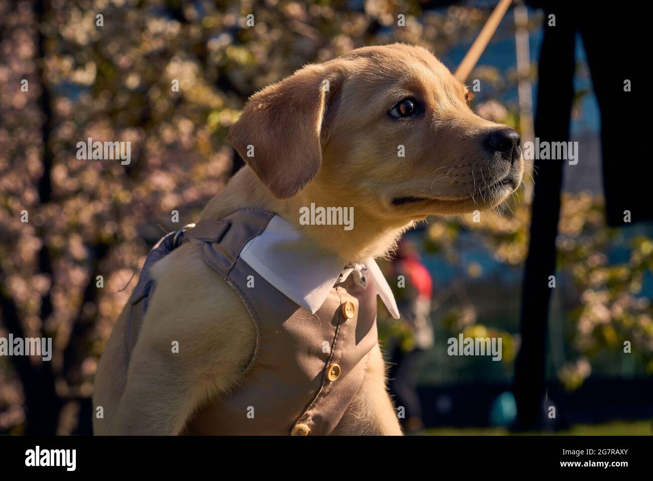 Carino cane in tuta ufficiale con fiori in fiore sakura sul retro Foto Stock