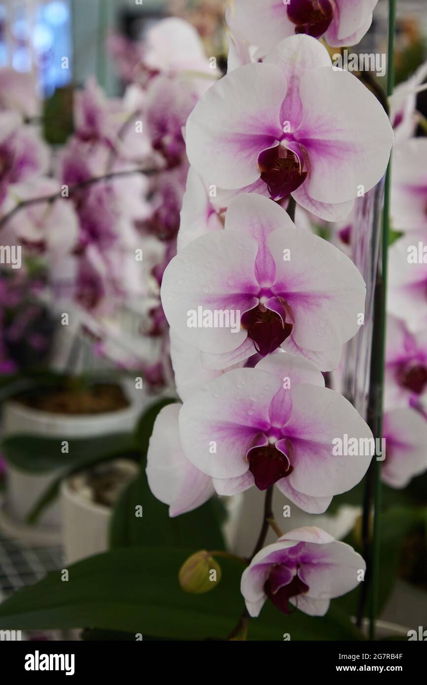 Le orchidee Cattleya, i fiori delle Orchidee, il Siam Paragon, il centro commerciale, Pathum WAN, Bangkok, Thailandia, Asia Foto Stock