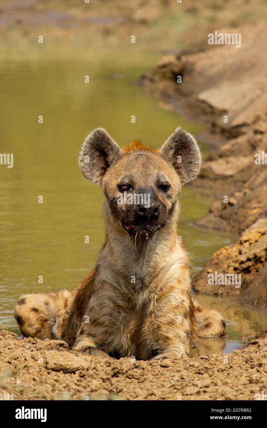 Un'iena macchiata (Crocuta crosuta) che si posa in un buco di irrigazione nel South Luangwa National Park, Mfuwe, Zambia Foto Stock