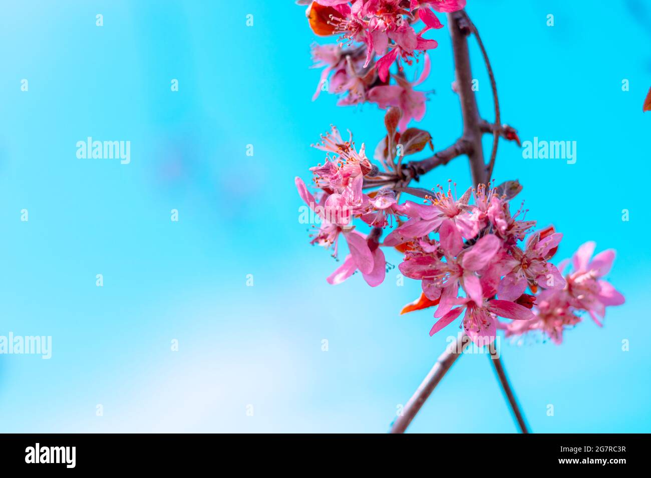 Fiori rosa sull'albero in primavera su sfondo blu Foto Stock