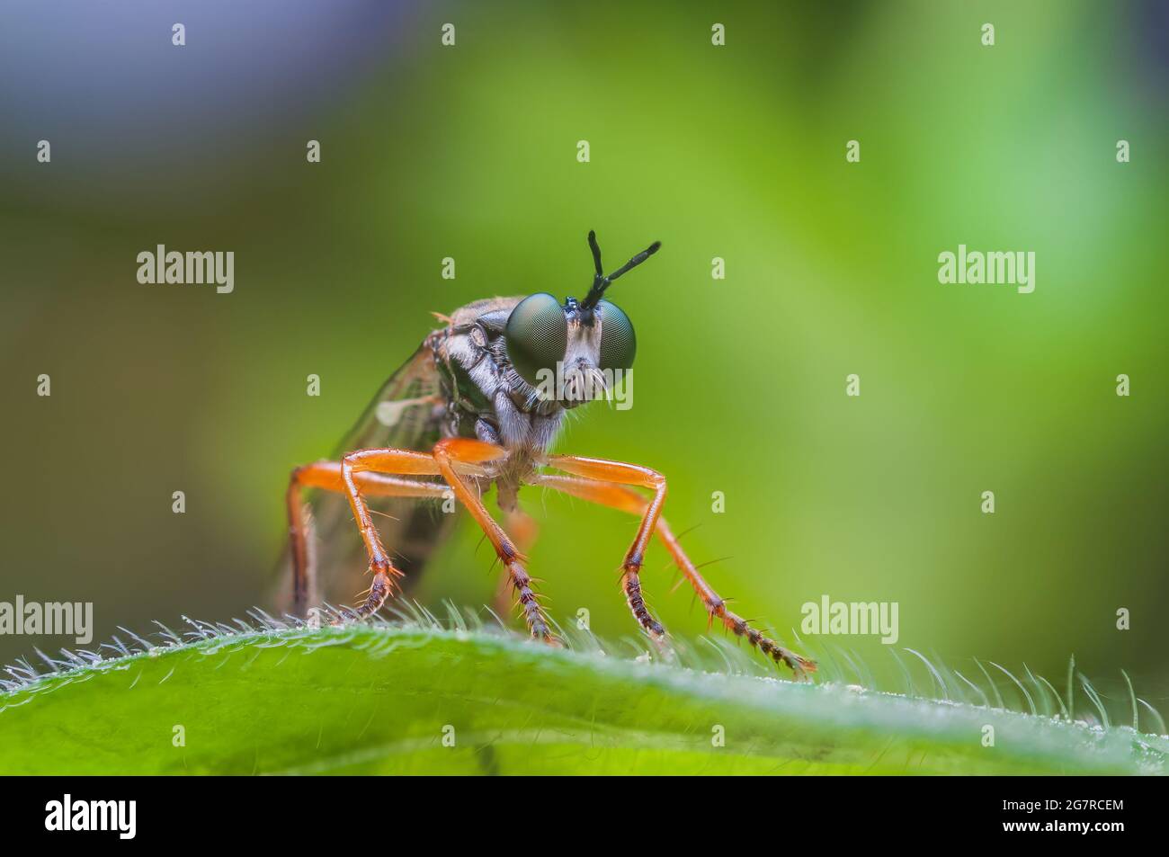 Robber volare Asilidae sp, una mosca aggressiva con abitudini predatorie Foto Stock