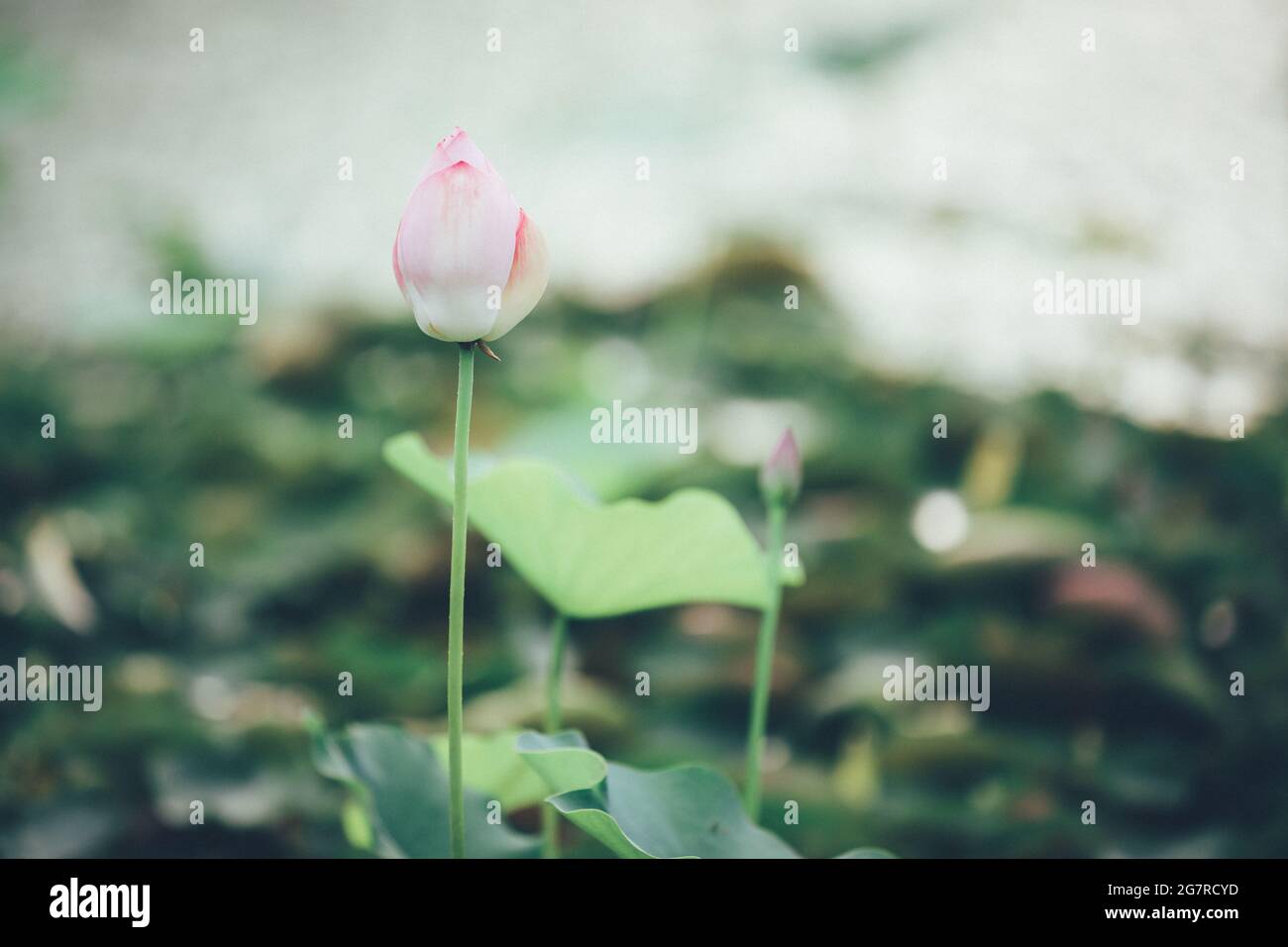 Fior di loto nello stagno. Foto Stock