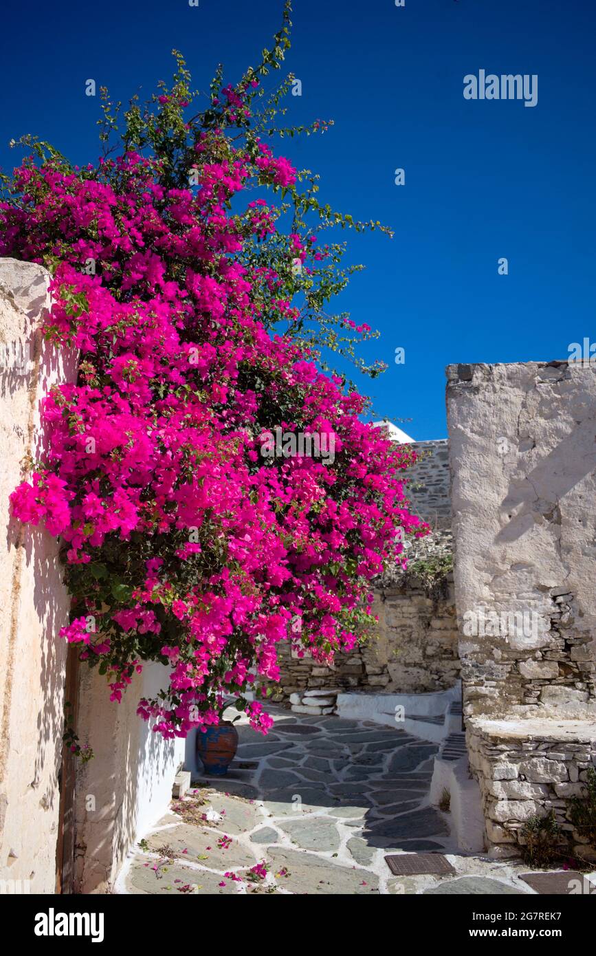 Isola di Sikinos, Grecia. Bougainvillea fiorisce in un vicolo stretto nella città vecchia. Tipico villaggio dell'isola greca. Immagine verticale di una corsia stretta con bri Foto Stock