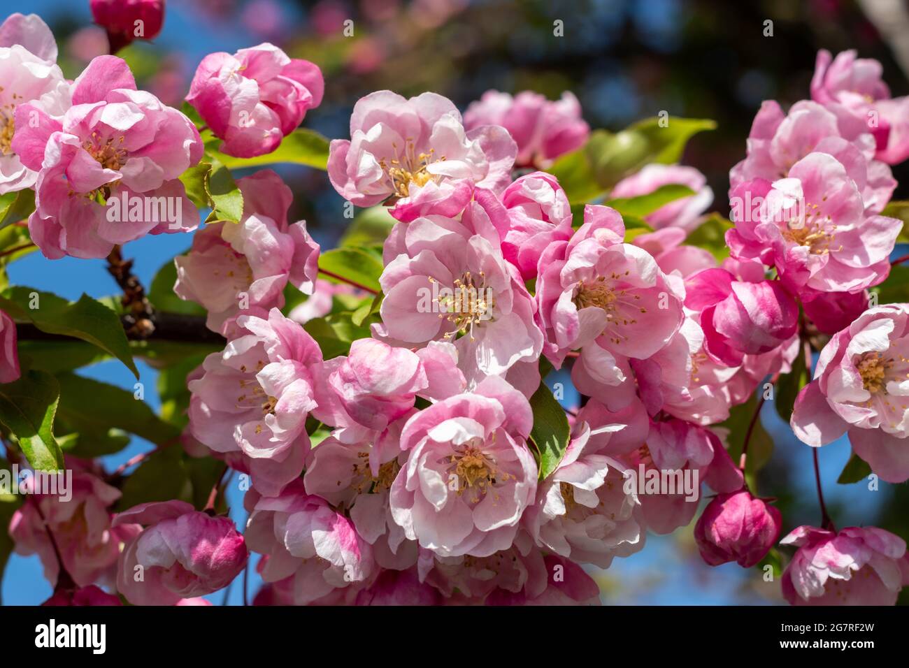I ciliegi rosa fiorisce contro il cielo blu. Bellissimi fiori sakura. Stagione primaverile nel parco. Natura sfondo floreale Foto Stock