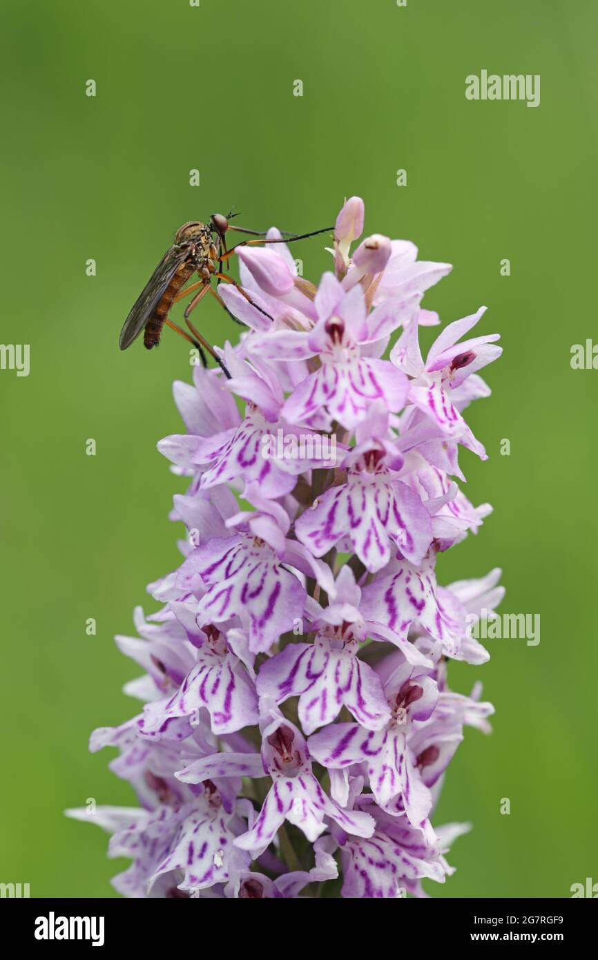 Comune puntato-orchidea (Dactylorhiza fuchsii) Fiore, Pennine del Nord, Contea di Durham, Regno Unito Foto Stock