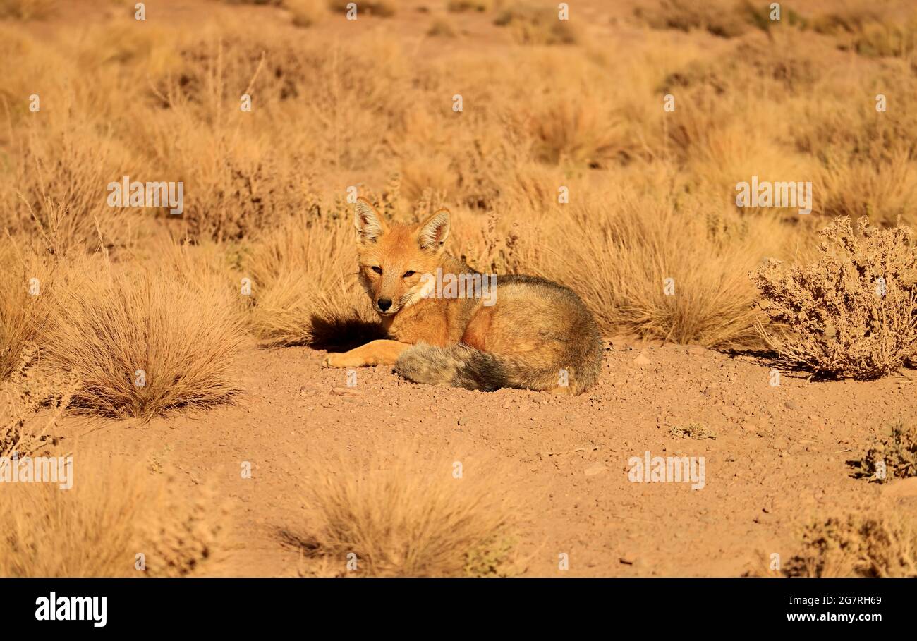 Una volpe andina accogliente prendere il sole nel campo del deserto di Atacama, Altiplano del Cile del Nord, Sud America Foto Stock