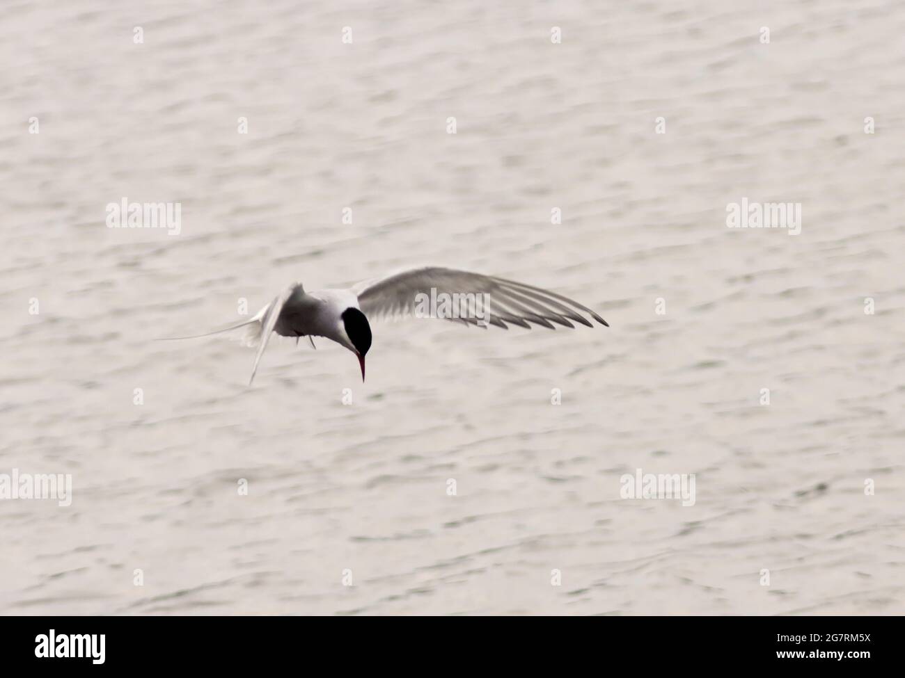 La Tern comune è una specie di nidificazione coloniale raucosa che ha beneficiato di zattere di allevamento e di impermeabilizzazione alla volpe. Migrano verso acque più calde Foto Stock