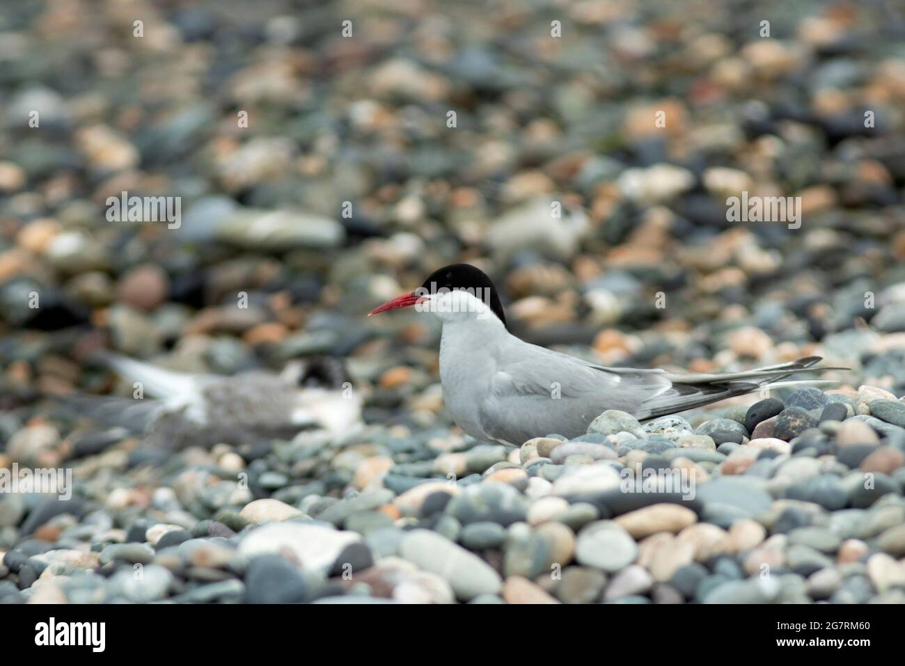 La Tern comune è una specie di nidificazione coloniale raucosa che ha beneficiato di zattere di allevamento e di impermeabilizzazione alla volpe. Migrano verso acque più calde Foto Stock