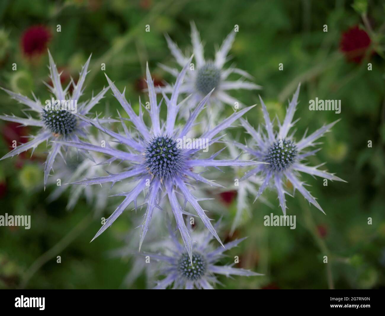Fiori porpora spiky - Eryngium bourgatii fioritura in un giardino Foto Stock