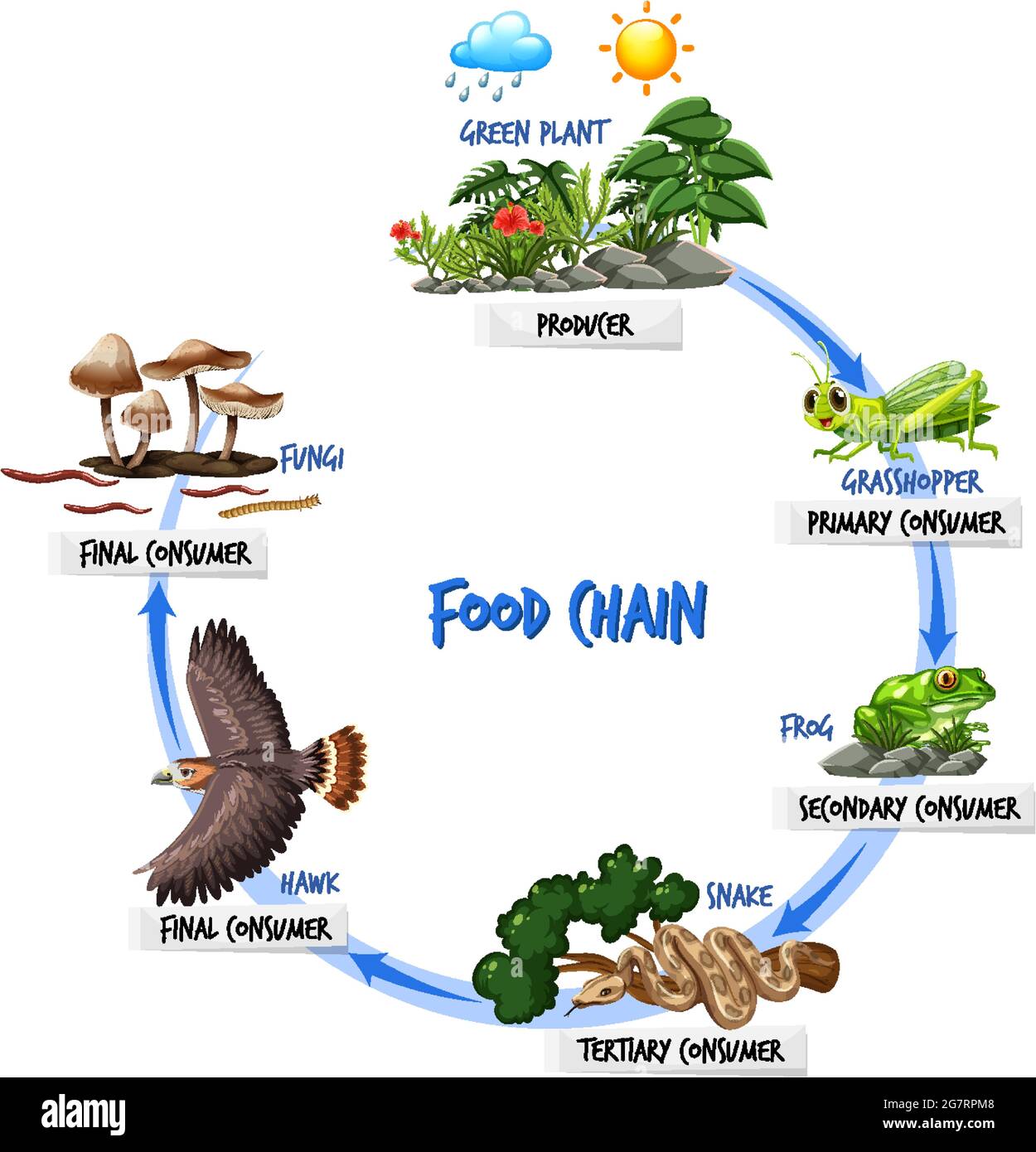 Illustrazione del concetto di diagramma della catena alimentare Illustrazione Vettoriale