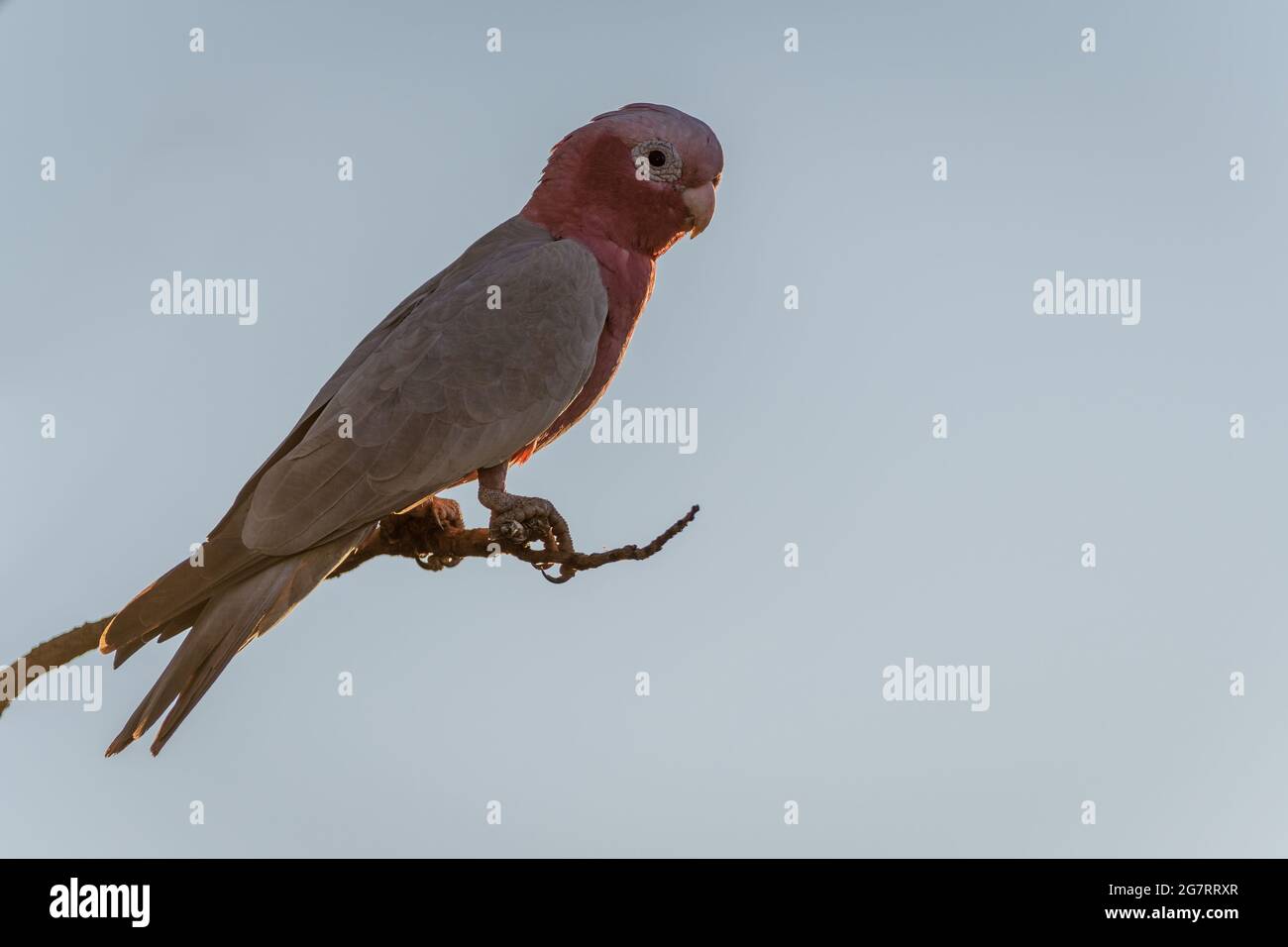 Un singolo cockatoo di birra rosa o Galah arroccato su un ramo di albero morto nell'entroterra dell'Australia Occidentale. Foto Stock