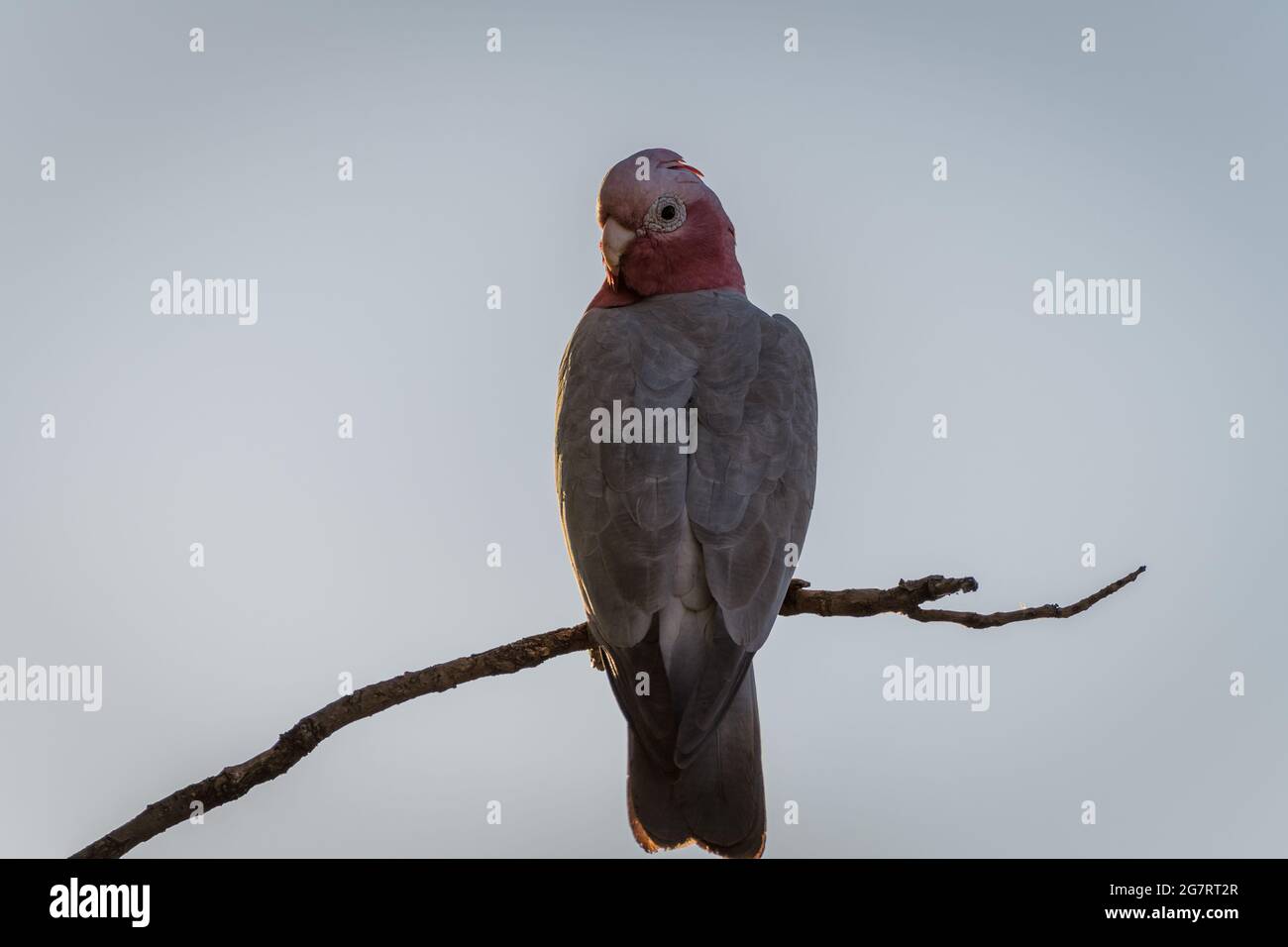Un singolo cockatoo di birra rosa o Galah arroccato su un ramo di albero morto nell'entroterra dell'Australia Occidentale. Foto Stock