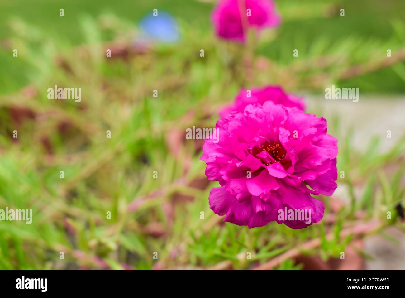 Bella Portulaca rosa brillante fiori di colore fiorente in casa giardino in vaso piante di fiori. Con sfondo di alberi di verde natura. Foto Stock