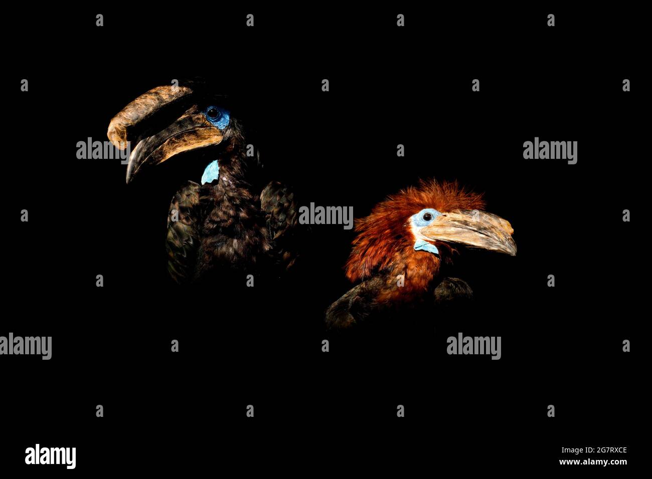 Coppia di Hornbill nella foresta tropicale scura. Hornbill in budello nero, Ceratogymna atrata, Uganda in Africa. Uccello con grande becco, maschio e femmina insieme. W Foto Stock
