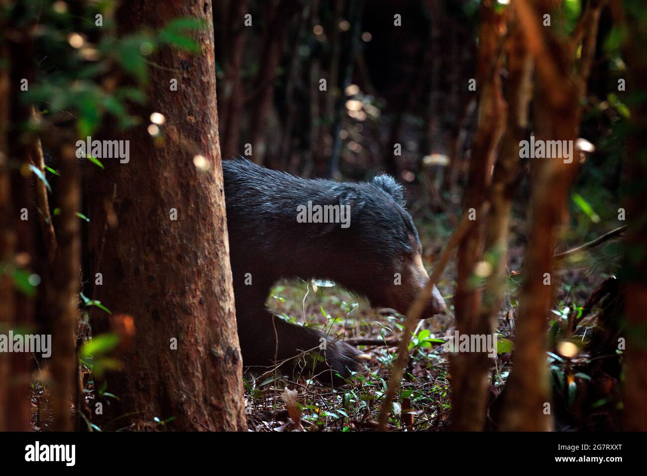 Orso bradicante, Melursus ursinus, Wilpattu NP, Sruilanka. Orso selvaggio Sloth in habitat naturale, foto di fauna selvatica. Pericoloso animale nero in India. Foto Stock