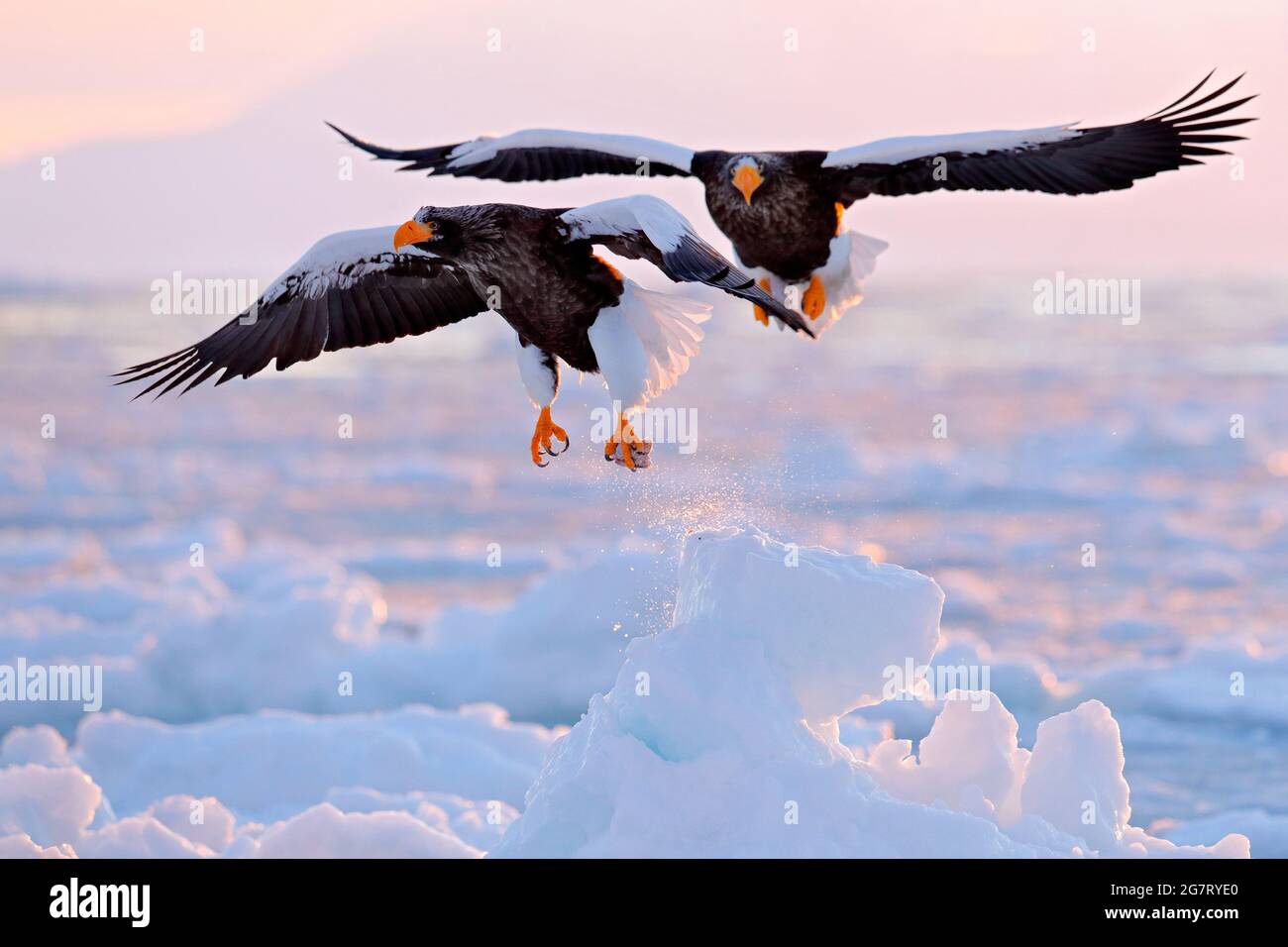 Alba invernale con aquila. Aquila di mare di Steller, Haliaetus pelagicus, alba del mattino, Hokkaido, Giappone. Aquila galleggia in mare su ghiaccio. Comportamento della fauna selvatica Foto Stock