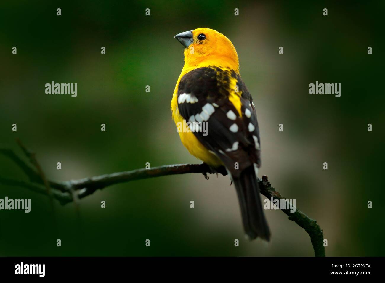 Grossbeak giallo, Pheuccicus chrysopeplus, uccello nero giallo seduto sul ramo nella foresta. Grossbeak sull'albero di Oaxaca, Messico. Flora e fauna selvatiche Foto Stock