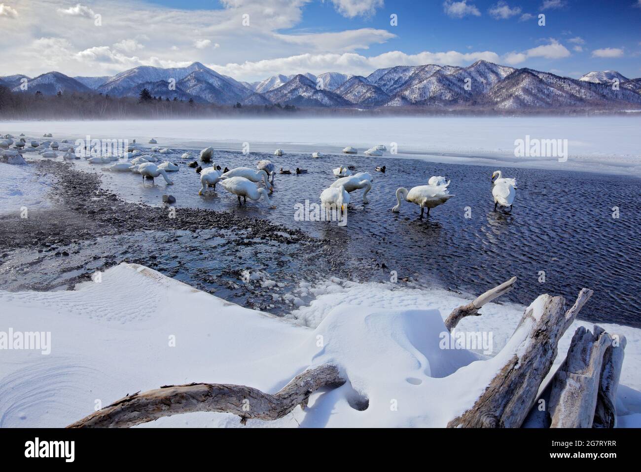 Lago di neve con ghiaccio in Giappone. Whooper Swans, Cygnus cygnus, uccelli nell'habitat naturale, Lago Kusharo, scena invernale con neve e ghiaccio in acqua, nebbia Foto Stock