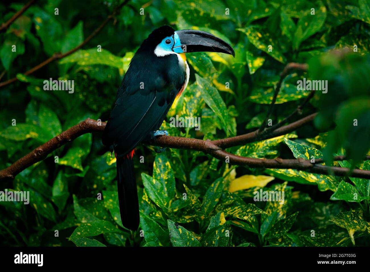 Toucan dal Brasile. Toucan, Ramphastos vitellinus, seduto sul ramo nella giungla verde tropicale, Brasile. Ritratto di dettaglio di toucan. B Foto Stock