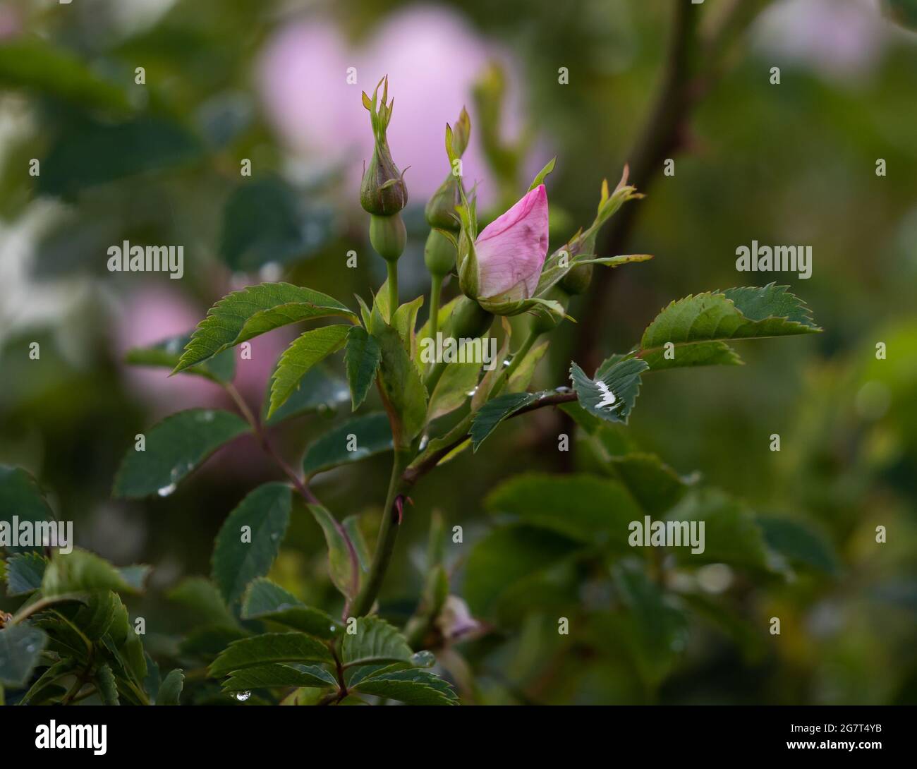 Fuoco selettivo di germoglio di rosa cane glaucous rosa nel giardino con sfondo verde sfocato Foto Stock