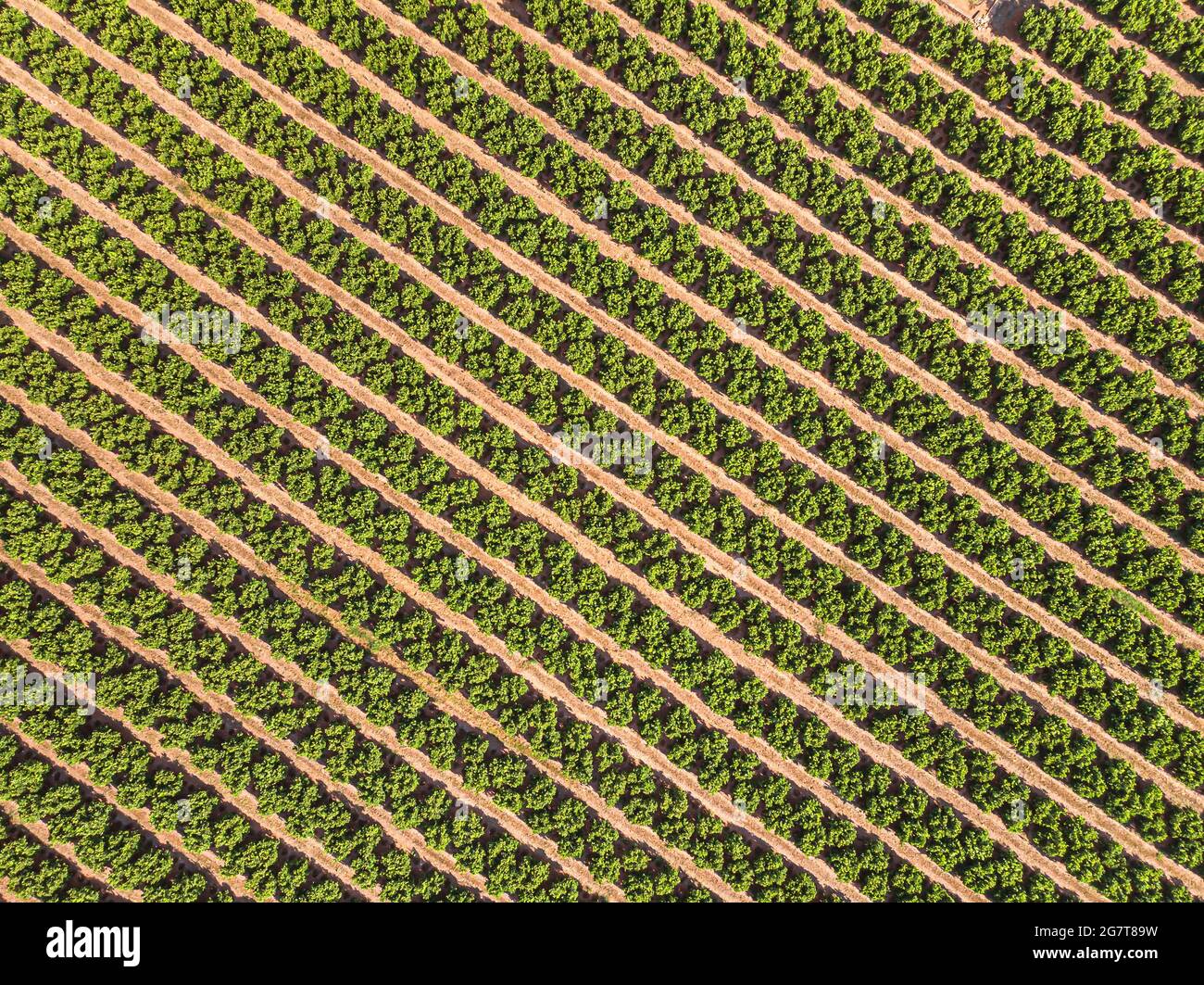 Paesaggio agricolo. Campo coltivato con alberi da frutto in file Foto Stock