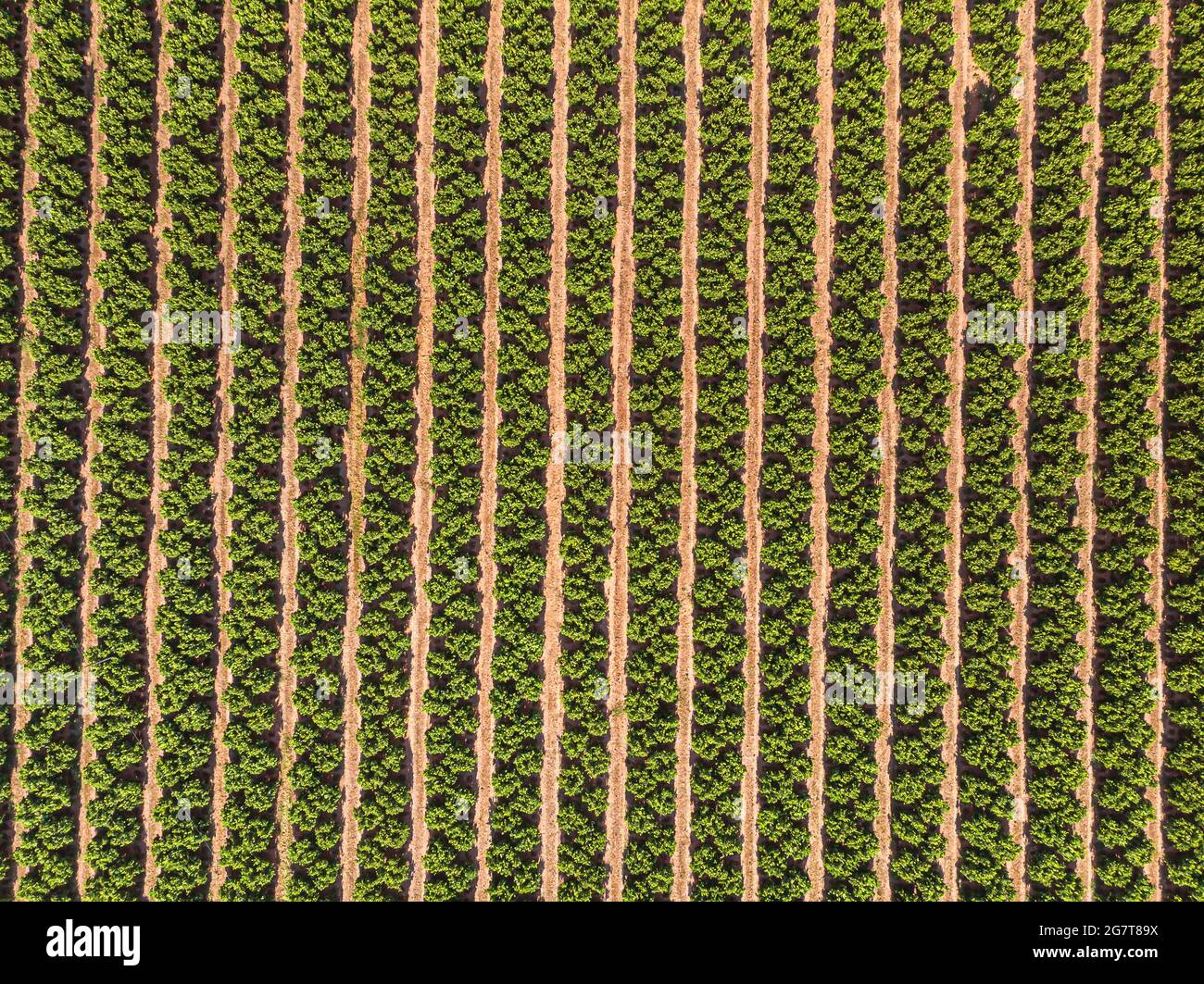 Paesaggio agricolo. Campo coltivato con alberi da frutto in file Foto Stock