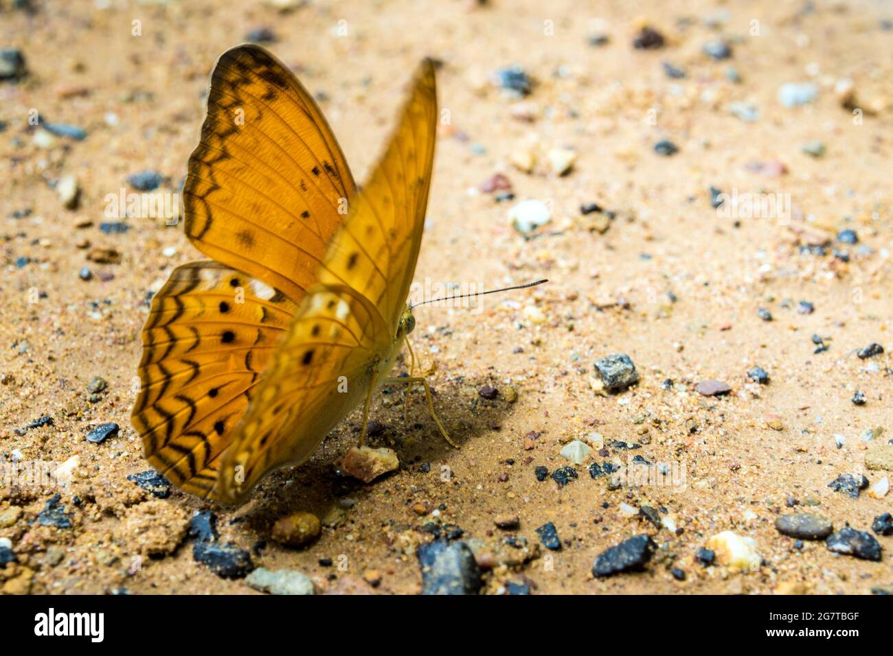 Farfalla mangiare il sale così come molti altri minerali sulla terra Foto Stock