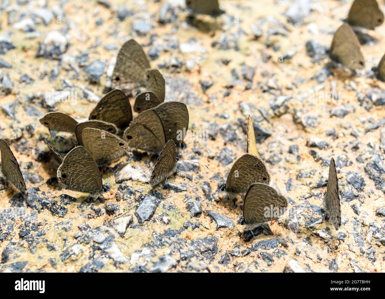 Farfalle che mangiano il sale così come molti altri minerali sulla terra Foto Stock