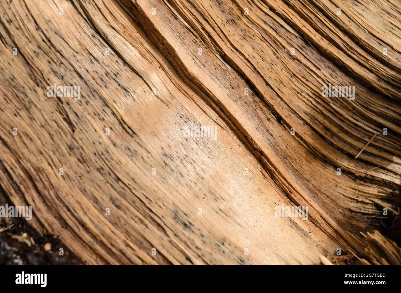 Sfondo naturale in legno con dettagli della superficie dell'albero e linee sottili e crepe, vista ravvicinata astratta Foto Stock