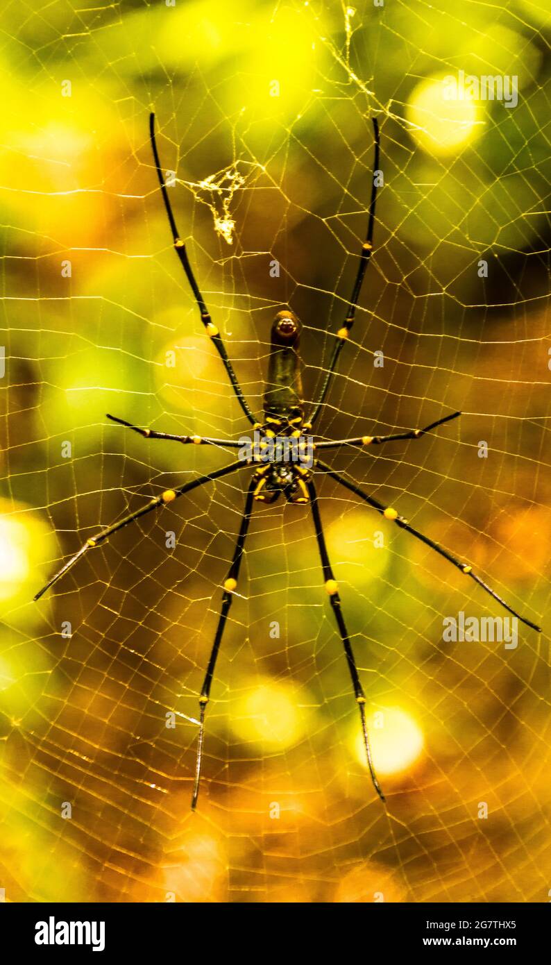 Golden Orb Weaver Foto Stock