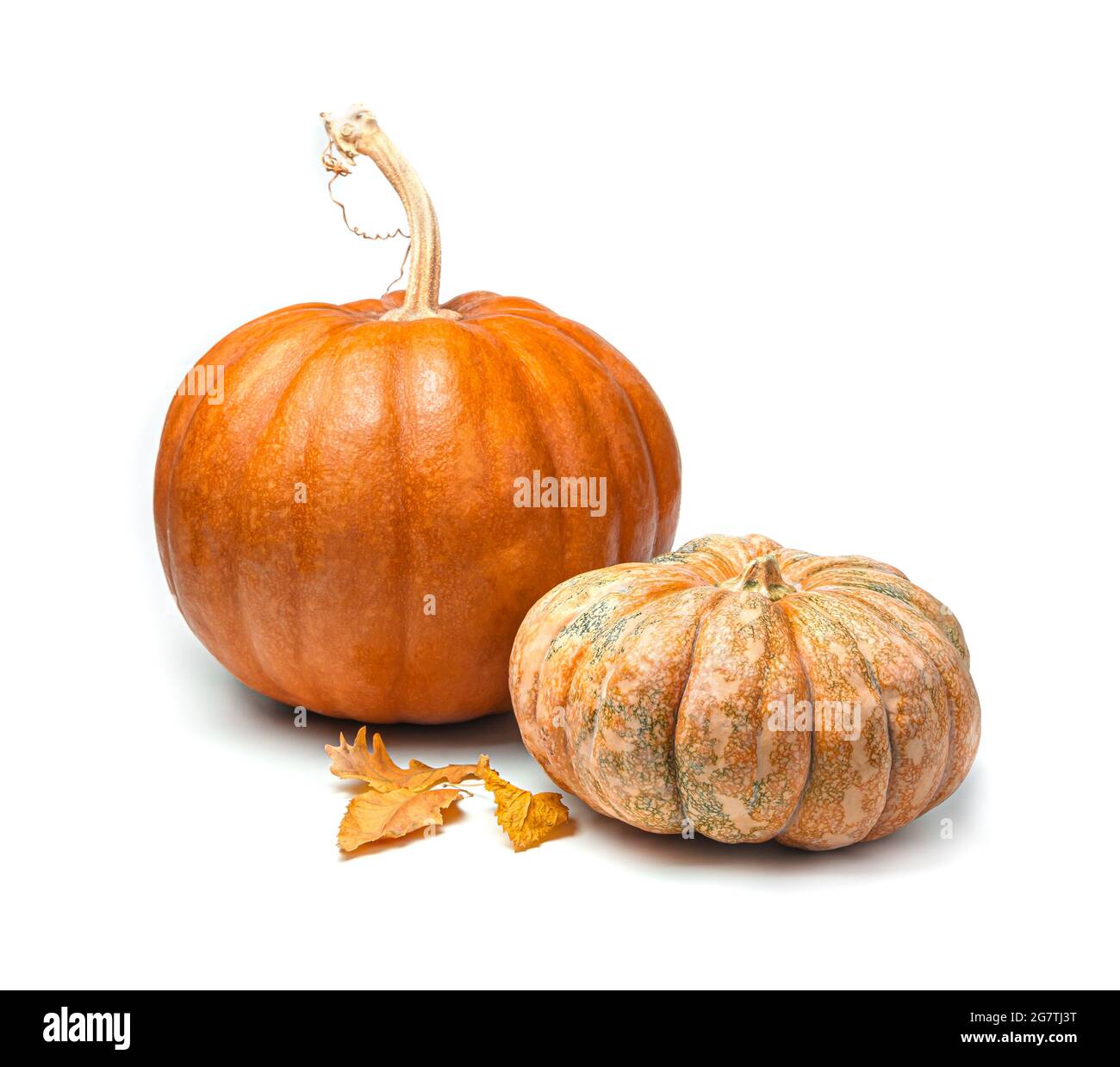 Due zucche di diverse varietà e forme con foglie autunnali isolate su sfondo bianco. Vista laterale. Foto Stock